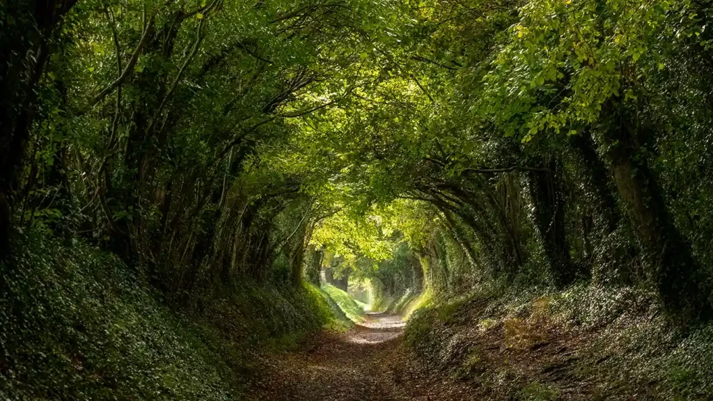 Massachusetts Alimony and Child Support Path with Trees